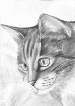 Bleistiftzeichnungen/Katzen Portrait